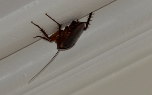 Screen shot 2013-08-01 at 3.42.18 PM